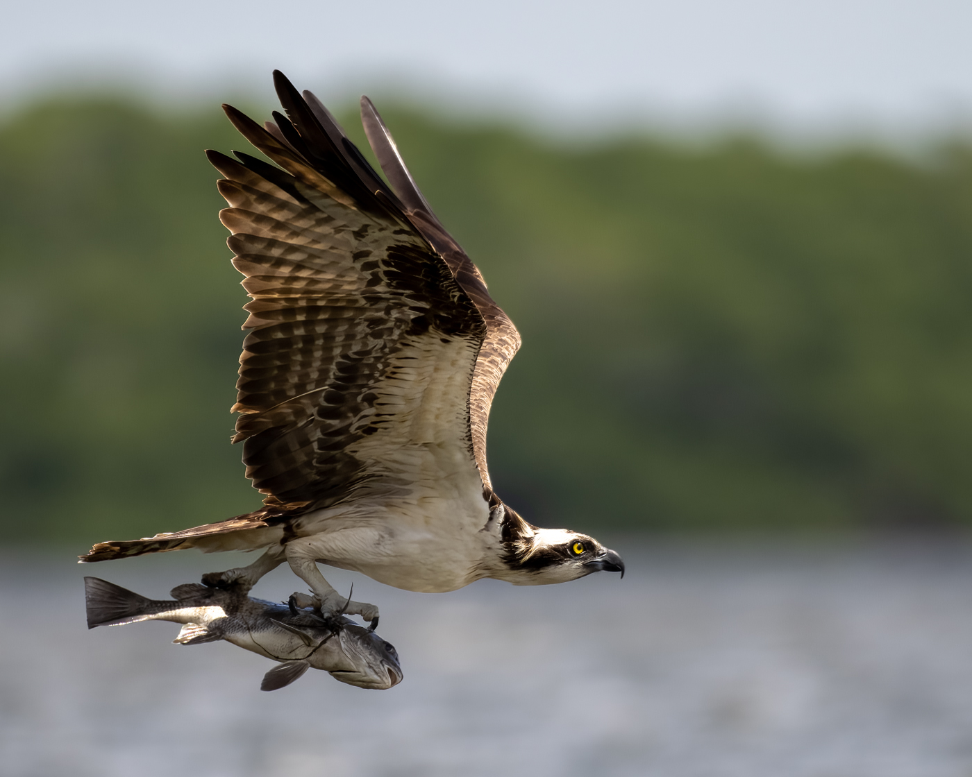 2nd Grand Award For Year End Nature In Class 2 By Mike Claudy For Osprey Catch With 25.5 Points in MAY-10-2023.jpg